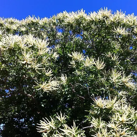 Candeias Do Souto Bragance